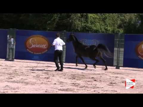 N.43 LAKABE EL CHANDRA - Festival FVG 2015 - Stallions 4-6 years old (Class 9)