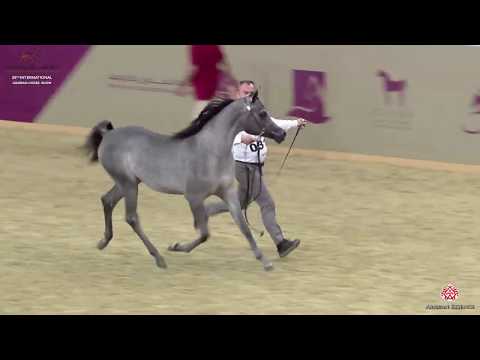 N 31 SAAID AL SHAQAB   29th Qatar Intl A H  Show 2020   Yearling Colts Class 1B