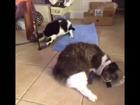 Declawed Cats Coming Off The Effects of Sedation-Disturbing Video