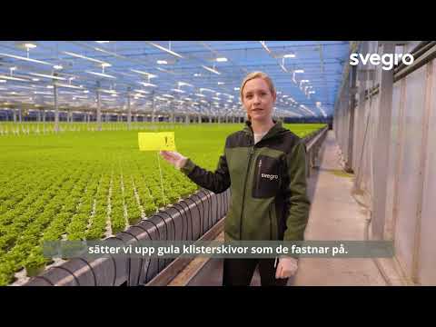 Hej Hortonom - Växtskydd