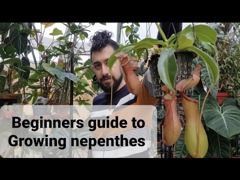 , title : 'Beginners guide to nepenthes (pitcher plant)'