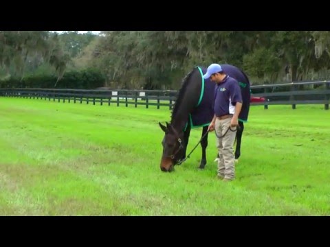 A Day in the Life of Hailey ISF - SOLD