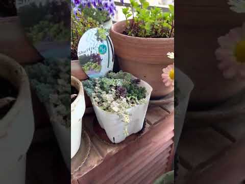 プランター 秋の菊 キャベツ オーナメント 装飾 ポーチ