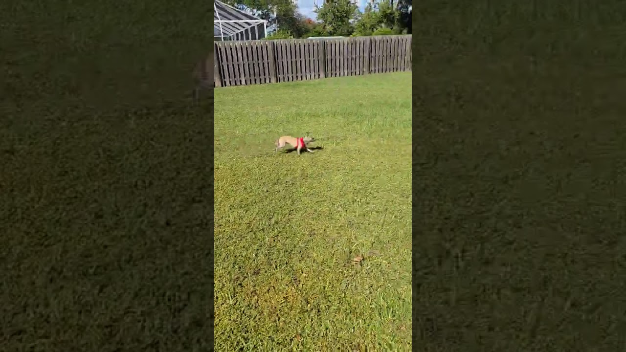 Video of adoptable pet named Rocket