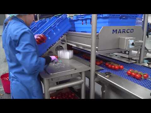 MARCO Tomato Packing Line
