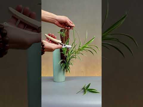 竹類盆栽