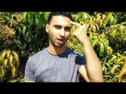 Abdullah from Saudi Arabia
