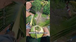 Download lagu Coconut Peeling Skill on the Tree #shorts #fruit #coconut mp3