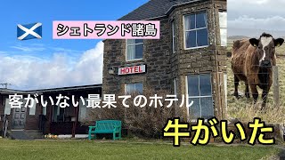 スコットランド最北のホテルに泊まったら牛が挨拶にきた。#shetlandislands #旅行 #スコットランド 