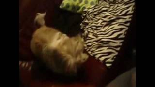 Adam &amp; Eve - Shaggy Dog (Germany, 1966)