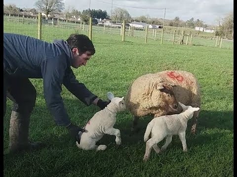 Agricultural training day on a local Galway Farm
