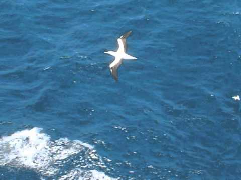 Ricardo Capelasso - Jeito Manso