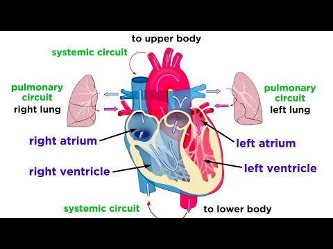 The Circulatory System Part 1: The Heart