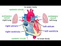 The Circulatory System Part 1 The Heart