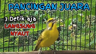 Download lagu Suara pancingan BURUNG MOZAMBIK Agar Langsung GACOR mp3 Download lagu Suara pancingan BURUNG MOZAMBIK Agar Langsung GACOR mp3