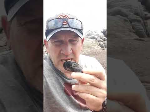 rockpool seafood harvesting. Black mussel, limpet, seakelp, edible seaweed