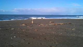 preview picture of video 'Agate Beach, Port Orford, Oregon'