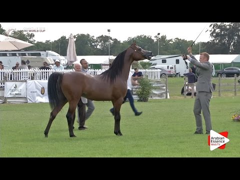 1st - N.62 AL ARYAM AMGAAD - Chantilly 2016 World Cup - Colts 3 years old (Class 8)
