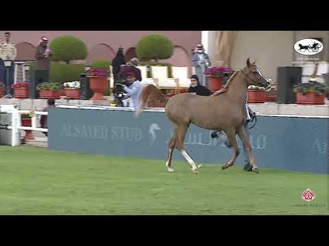 N 15 S N SHYHANAH   2021 KING ABDULAZIZ ARABIAN HORSE CENTER SHOW   Yearling Fillies Class 1A