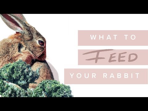 What To Feed Your Bunny - Rabbit Nutrition With Dr. David Vella & Dr. Kate Adams - Bondi Vet