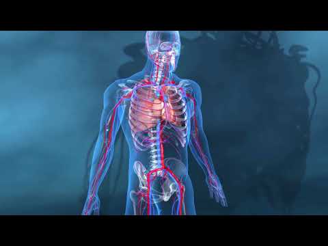 SISTEMA CARDIOVASCULAR / SISTEMA CIRCULATÓRIO