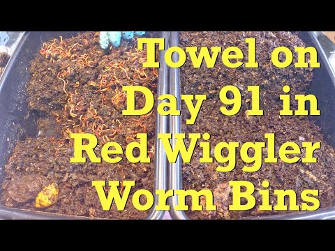 Progress of cotton fabric at 91 days in red wiggler worm bins - vermicompost
