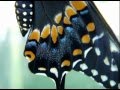 Easten Black Swallowtail (Papilio polyxenes) rearing poject