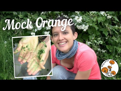Mock Orange (Ep. 13) - Botany with Brit