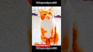 Download lagu cat mindvoice #funny #cat #catlovers #shortsfeed #shorts #animals #comedy #funnyshorts mp3