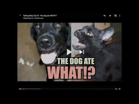 Reacting to talking kitty cat 54