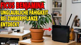Ficus Benjamina - Unglaubliche Fähigkeit bei Zimmerpflanze entdeckt - Aprilscherz