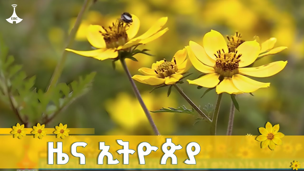 ዜና ኢትዮጵያ ... መስከረም 01/2018 ዓ.ም  ETV | EBC | EBCDOTSTREAM