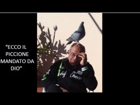 ecco il piccione mandato da Dio!!! - B,Gentile