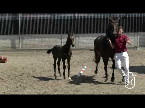 NMS012CH Hengstfohlen von Charleston - Cantoblanco - Cayado