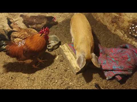 Поросенок🐷 и куры🐔 вместе! Как это???
