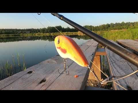 Wędkarstwo spinningowe | Szczupaki, okonie na jerki #shorts #szczupak #wędkarstwo #wędkowanie #ryby