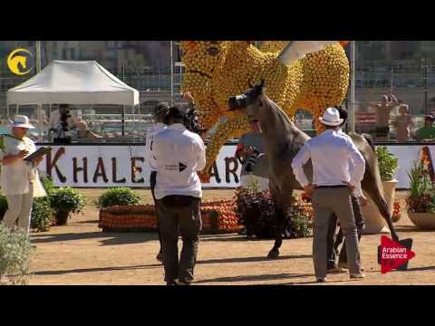 N.47 MIMI NK - MENTON 2017 - Fillies 3 years old (Class 3)