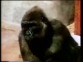0045 Apes Play At The Zoo