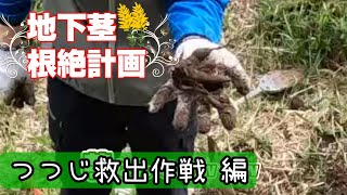 【荒れた庭】うちの庭には芝生マットやイモが埋まっている【ガーデニング】【雑草】