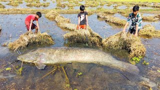 Amazing Boys Catching Big Catfish By Hand in Mud Water🖤Best Kids  Hand Fishing Video🖤Village Lover