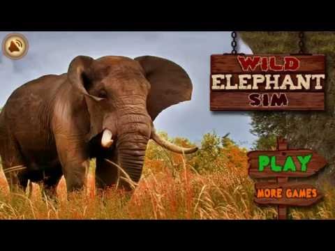 Angry Elephant Video