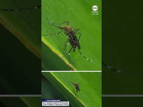 Why Google wants to release 32 million sterile mosquitoes