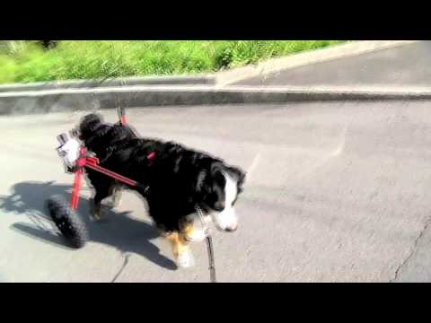 バーニーズらなちゃんの犬用車椅子動画