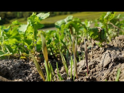 download lagu mp3 mp4 Triticale Flakes, download lagu Triticale Flakes gratis, unduh video klip Triticale Flakes