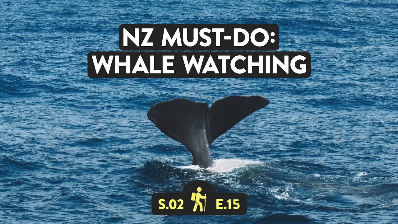 A duo embarks on Whale watching experience in Kaikoura waters.