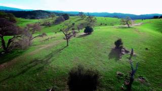 Drone flight over California oak trees on a late winter afternoon