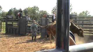 Brindle bull with rider