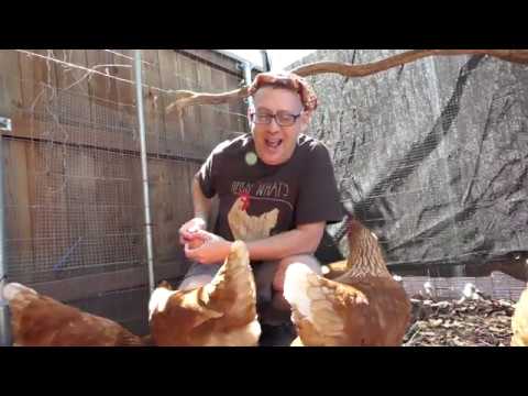 Double Yolk Eggs!  Why do they happen?