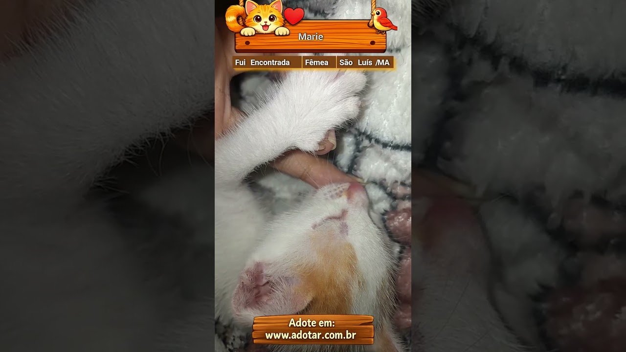 Gato raça SRD-ViraLata idade Abaixo de 2 meses nome Marie 