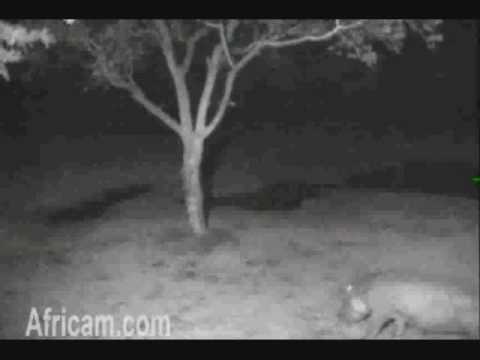 Hippo grazing at Elephant Plains